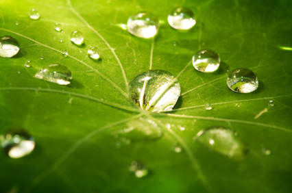 Water droplets on leaf