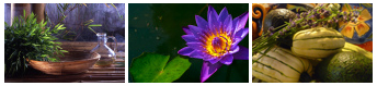 Collage of flowers and plants