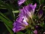 Purple Flowers